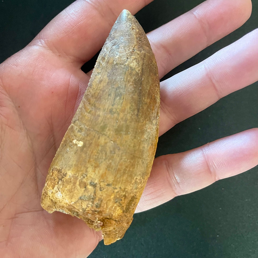 Thumbnail: 3.41" Carcharodontosaurus Tooth - Morocco