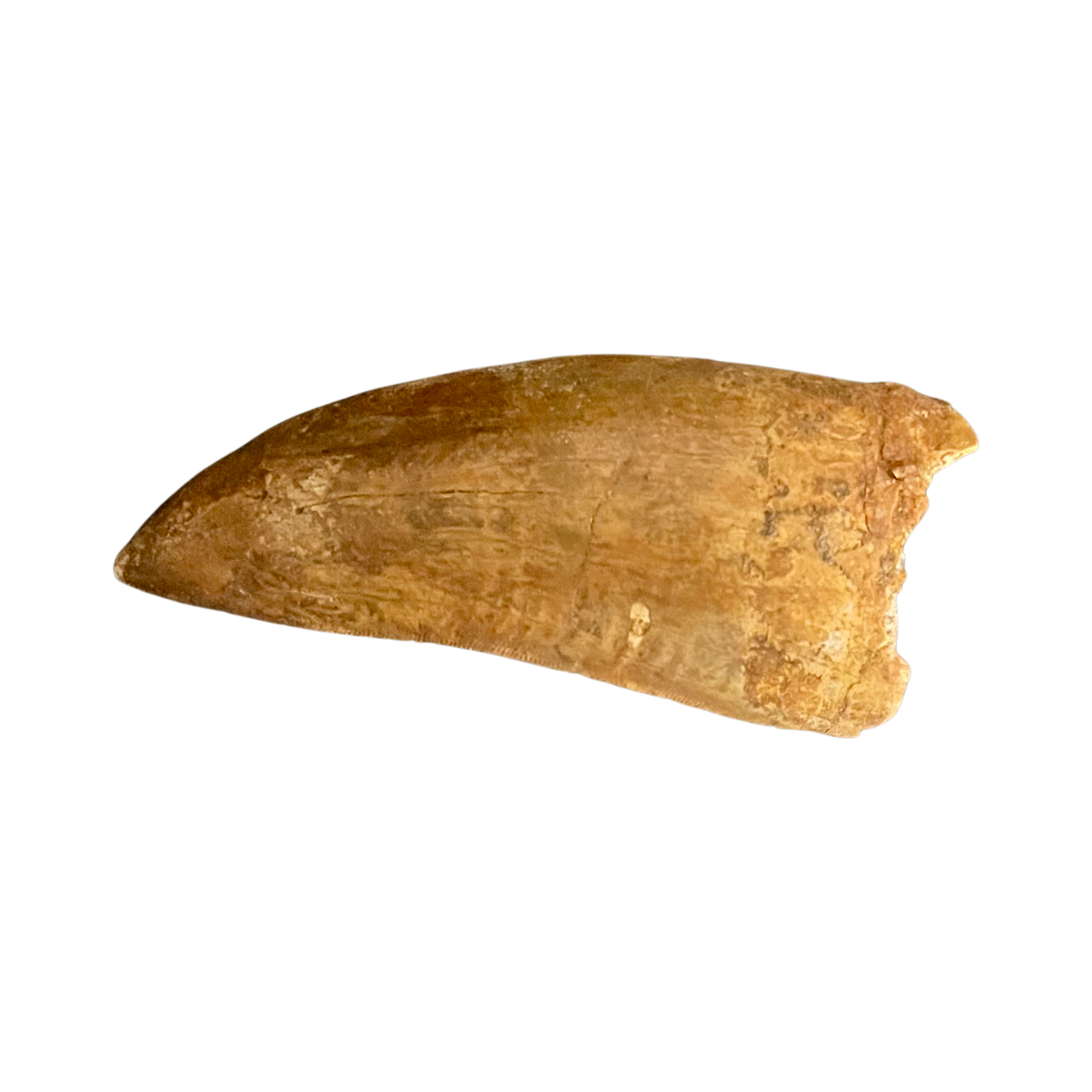 3.41" Carcharodontosaurus Tooth - Morocco