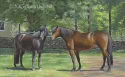 Tata & Sessa, Icelandic Horses