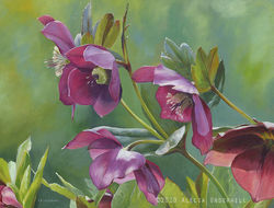 Lenten Rose (Hellebore)