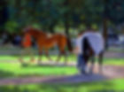 Paddock Sun