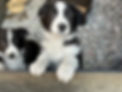 Poplar Farm Border Collie Puppies