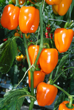 Midi Block Orange TP3701