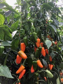 Snack Pepper TP3207
