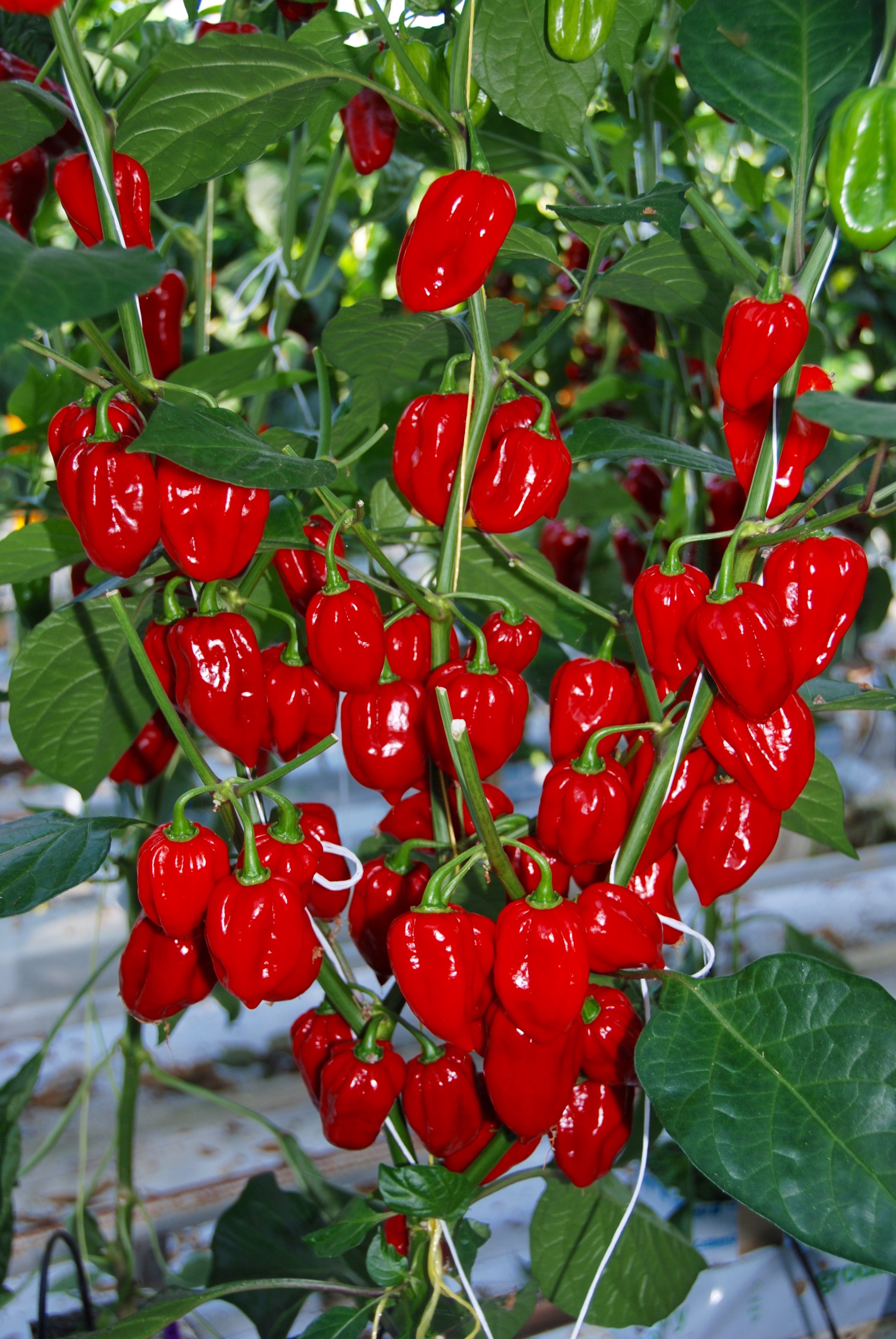 habanero red shirt