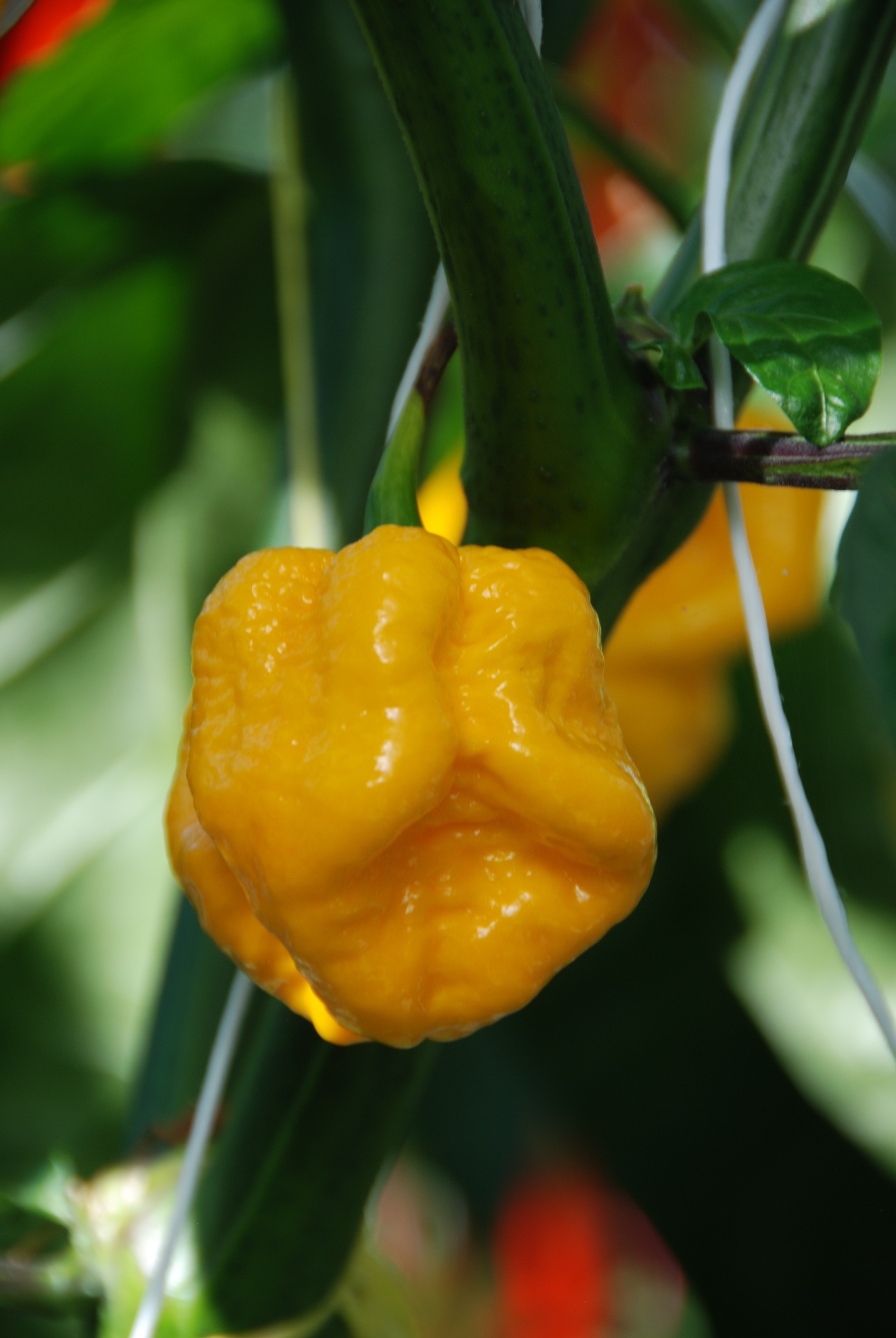 Carolina Reaper Yellow Femix Seeds