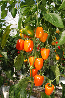 Midi Block Orange TP3701