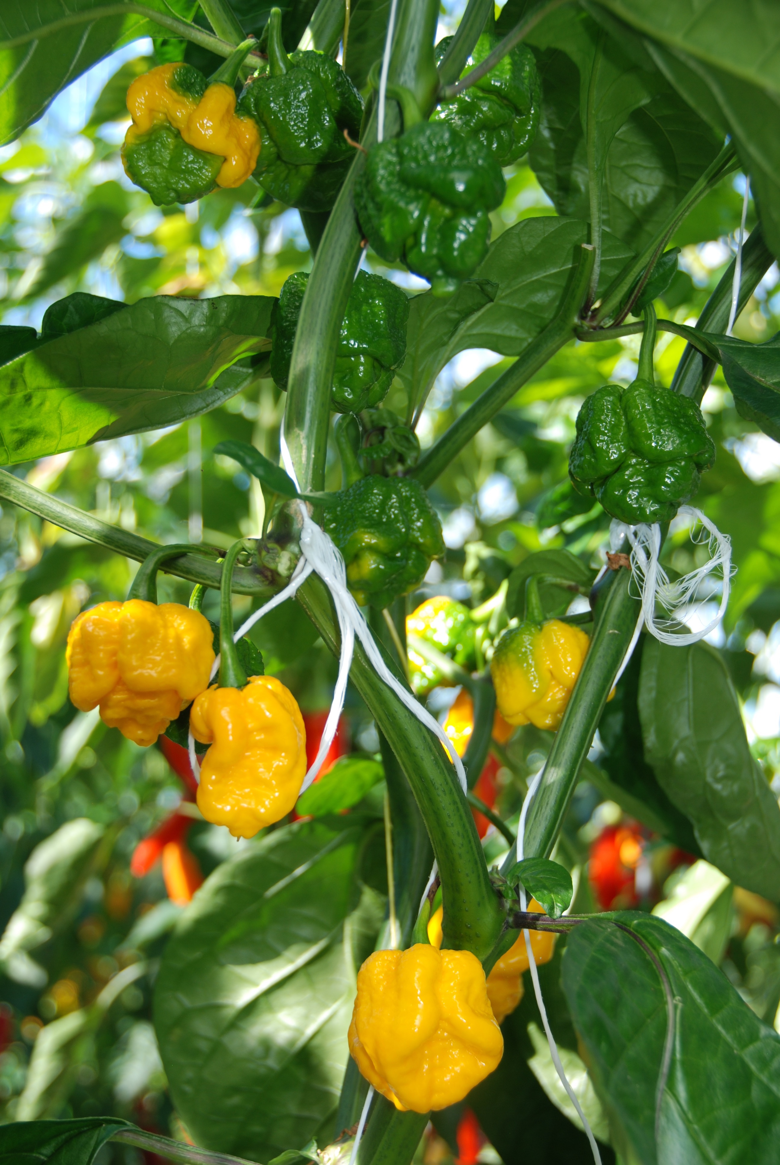 Graines Piment Carolina Reaper Yellow – Extrêmement Fort (2,2M SHU), Goût Fruité, Parfait Balcon, Livré Avec Certificat