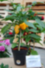 Block Yellow PP3812