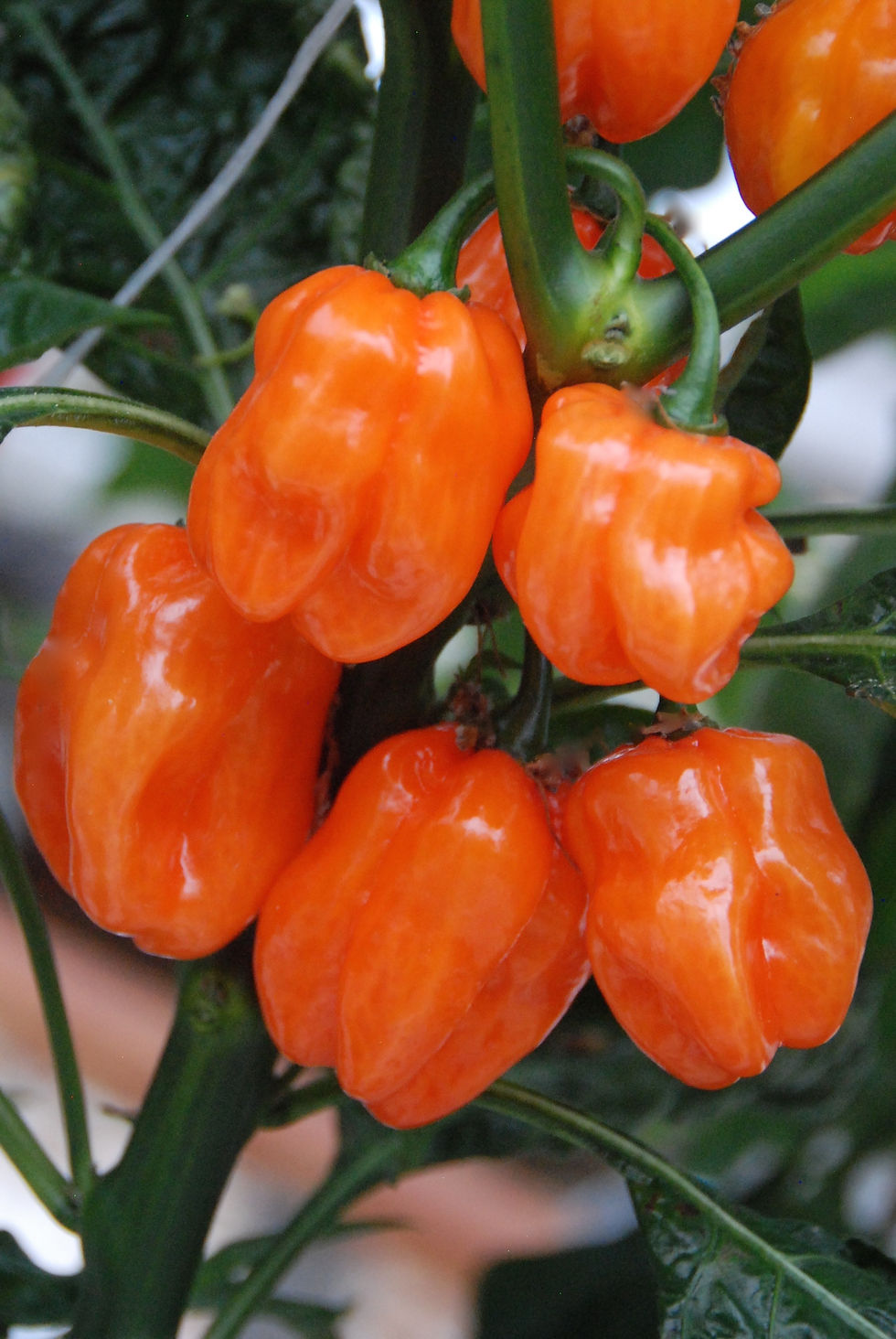 Habanero Orange TP5964