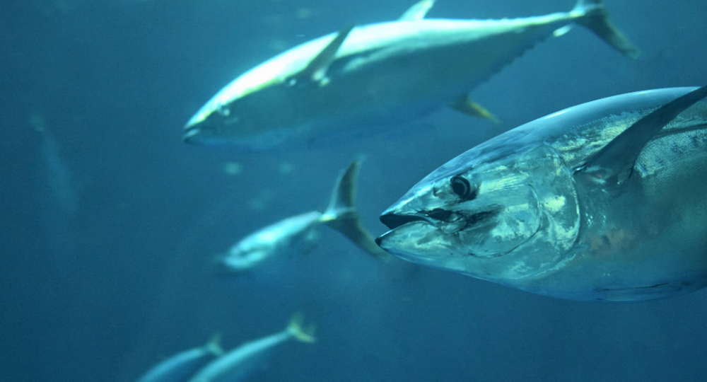 Global Tuna Alliance nets tuna processors from Papua New Guinea and the