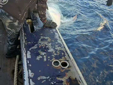 Whale Shark’s release by the FIA PNG tuna fleet F/V VIVA WANTWANT 707 – FairWell Fishery Group