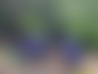 Campfire Skills at Forest School