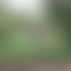 Pond Dipping at Forest School