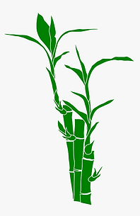 207-2076312_transparent-bamboo-vector-pn