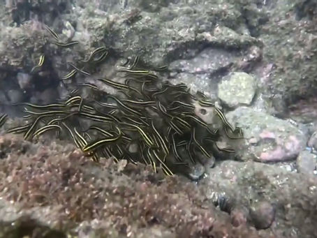 10/4 スノーケリング講習