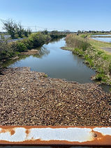 ‘水ヒマワリ’調査(浮島川)(R8.4.12)b.jpg