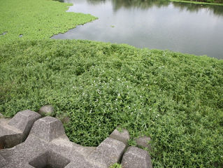 ─≪東釣協からのお知らせ≫─