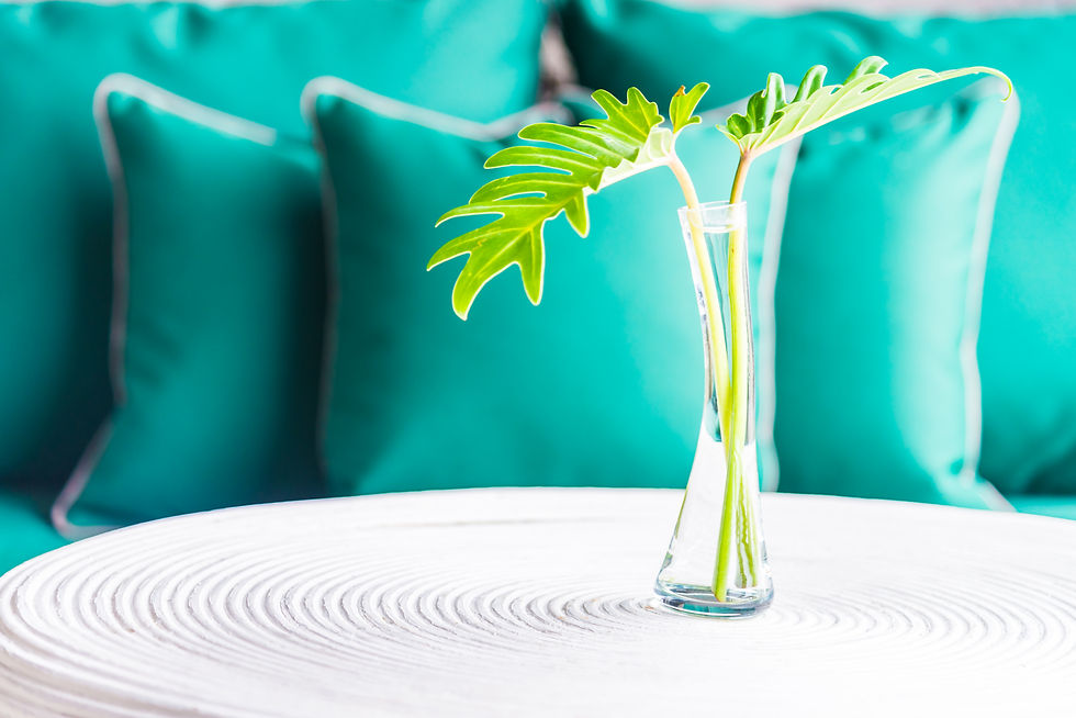 plant-bright-vase-fresh-modern.jpg