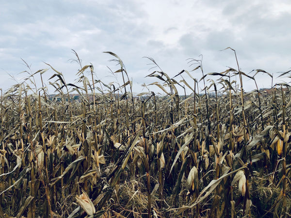 Windy Corn Field
by Lauren Nels