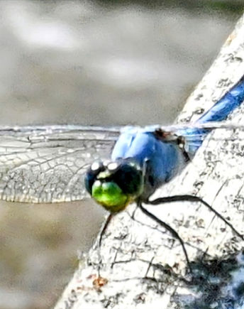 photo of dragonfly on a branch