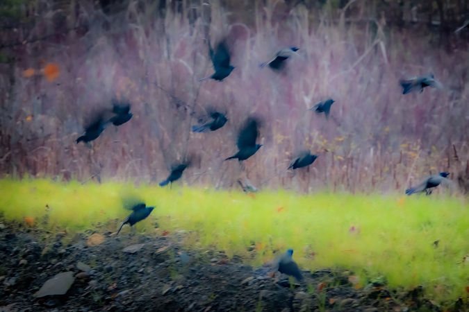 Comin'Through
by Deborah Putman