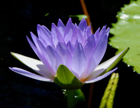 Purple Meditation.jpeg