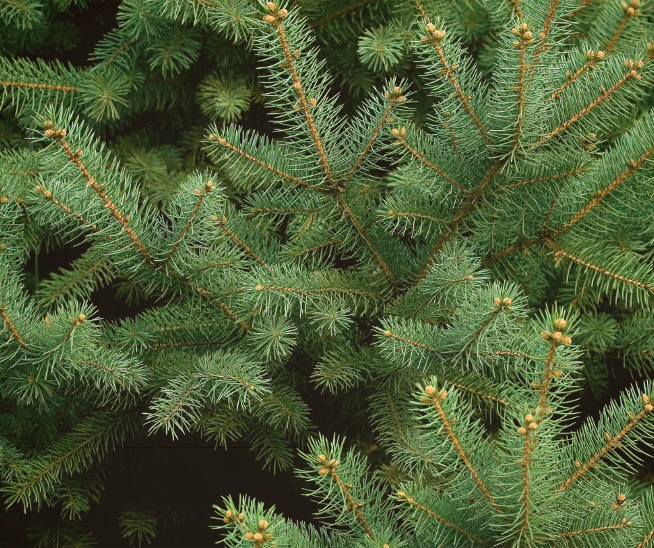 Red Wing Christmas Trees Disposal   