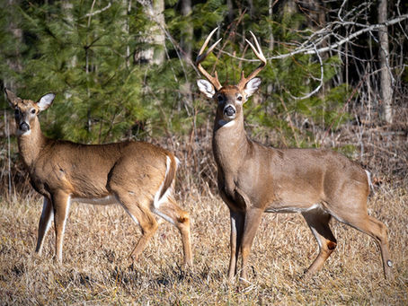 Deer Hunting Ordinance
