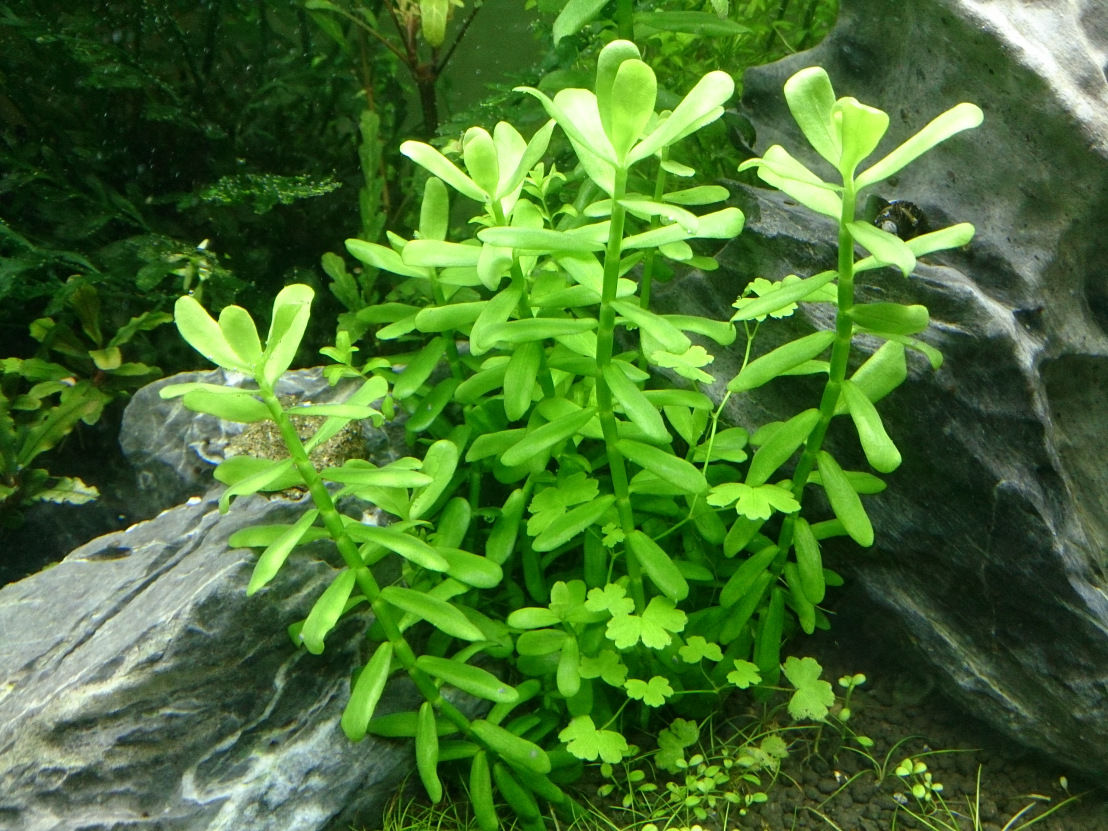 Bacopa monnieri sp. “Compact”