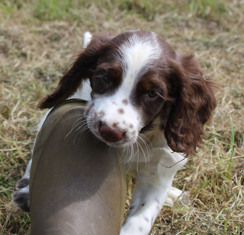 ESS pup