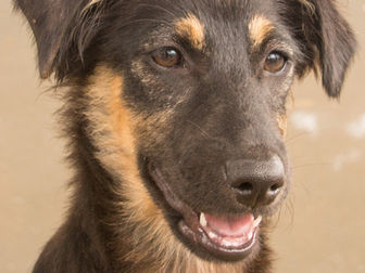 Airbnb Experience takes off for Happy Tails