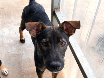 Star of the week - TANK