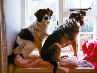 Overseas adoption “P-updates”