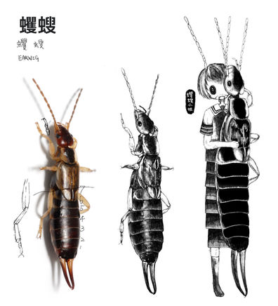 蠼螋小姐