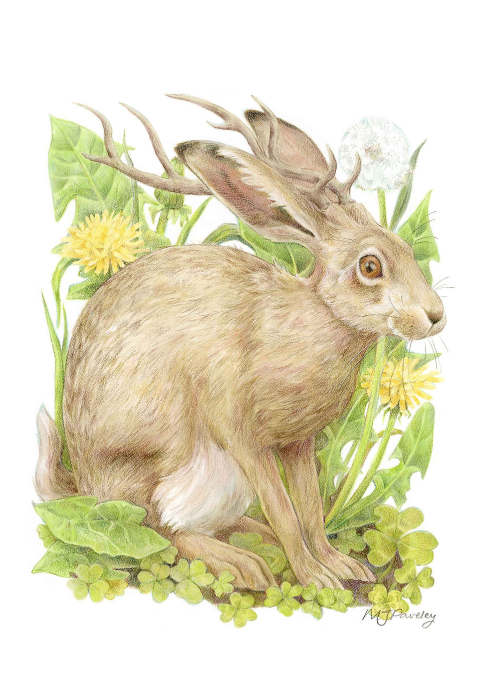 Jackalope
