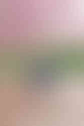 4. Groom-to-be standing in a garden pathway surrounded by spring blooms at Maymont Park in Richmond