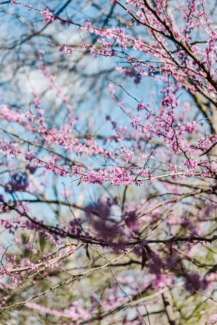 	14.	Blooming pink flowers against a bright blue sky, capturing the natural beauty of The Mill at Fine Creek in spring.