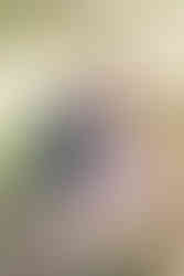 11. family of four sitting together on grass at Maymont Park in Richmond Virginia