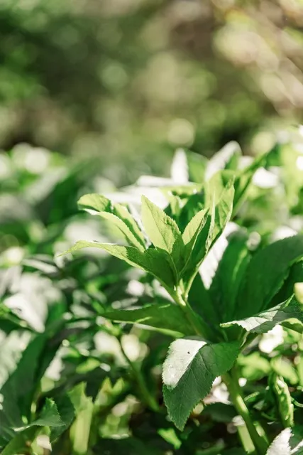 	8.	Close-up of green foliage in the gardens of The Mill at Fine Creek, highlighting the venue’s natural beauty.
