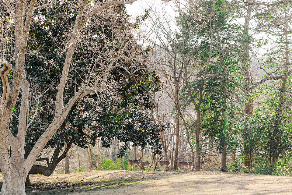 	1.	trees and open lawn at Maymont Park in Richmond Virginia during family session