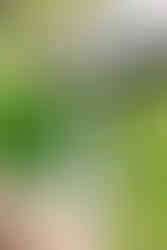 Portrait of a young girl in a white dress posing gracefully in the Maymont gardens, Richmond VA.