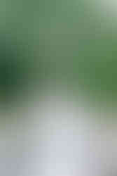 3. “Romantic kiss on bridge with pond view at The Virginia Cliffe Inn wedding venue”