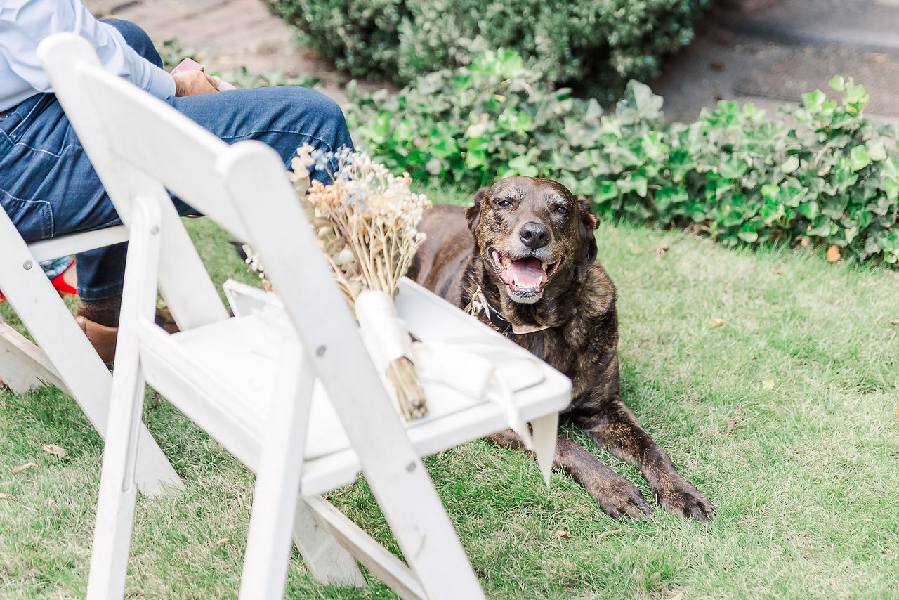 	3.	Black dog resting on the grass beside a white wedding chair.