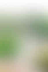 Individual portrait of a girl standing on the garden path at Maymont, surrounded by greenery and flowers.