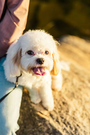 1. Family dog included in maternity session Richmond photographer
