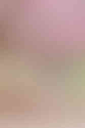 6. Couple walking together beneath blooming pink magnolia trees at Maymont Park in Richmond, Virginia