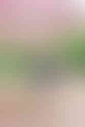 8. Engaged couple looking at each other and laughing under the cherry trees at Maymont Park