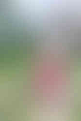	7.	Woman in pink dress walking through colonial garden