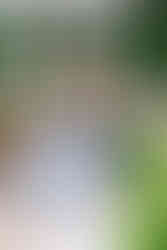 Young girl in a light blue sweater smiling near vibrant garden flowers during a family session.